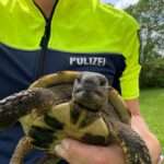 Runway Tortoise Found Seven Miles From Home