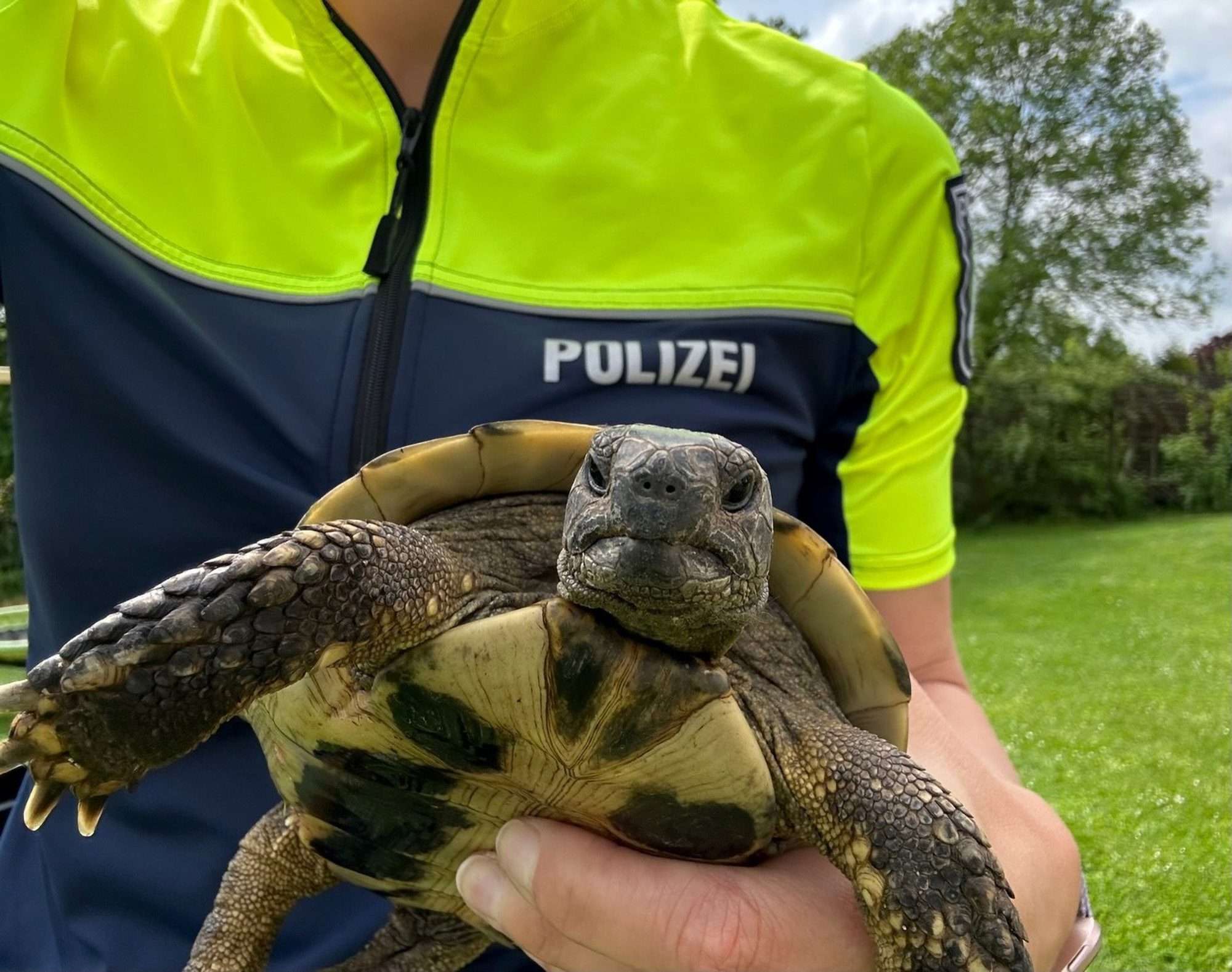 Read more about the article Runway Tortoise Found Seven Miles From Home