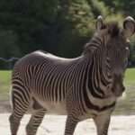  Fury As Zoo Bosses Feed Stud Zebra To Lions