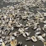 People Harvest Tonnes Of Oysters Blown Onto Beach