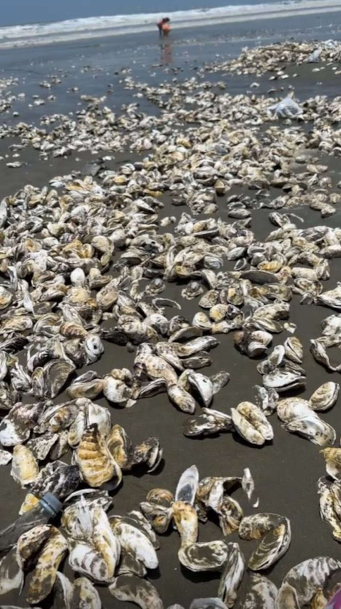 Read more about the article People Harvest Tonnes Of Oysters Blown Onto Beach