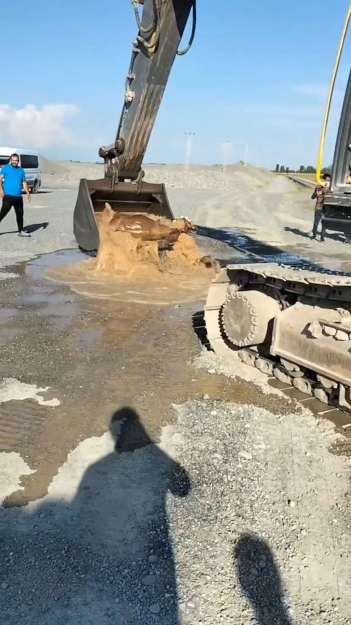 Digger Driver Scoops Cow From Flood Water