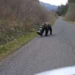 Greedy Bear Gets Head Stuck In Wild Boar Feeder
