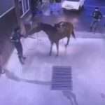 Riders Try To Hose Down Terrified Horse In Car Wash