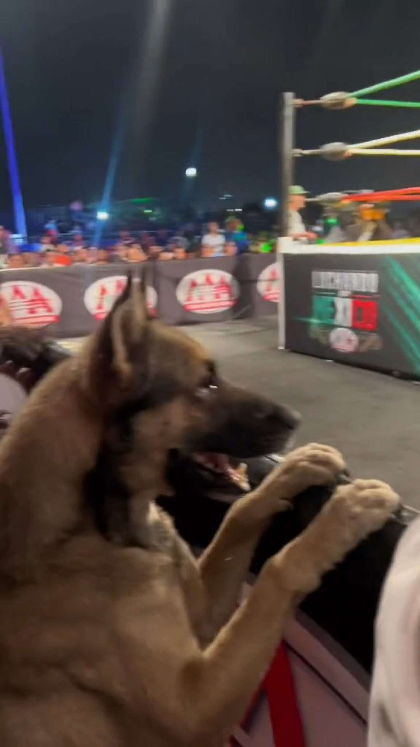 Read more about the article Wrestling-Mad Pooch Gets Ringside Seat