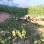 Moment Anaconda Vomits Whole Goose In Brazil