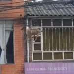 Hapless Dog Left Dangling Mid-Air After Failed Cat Chase