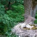  Grim Moment Hawk Snatches Stork Chick From Nest