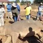 South African Villagers Butcher Hippo After Saying It Was A Troublemaker