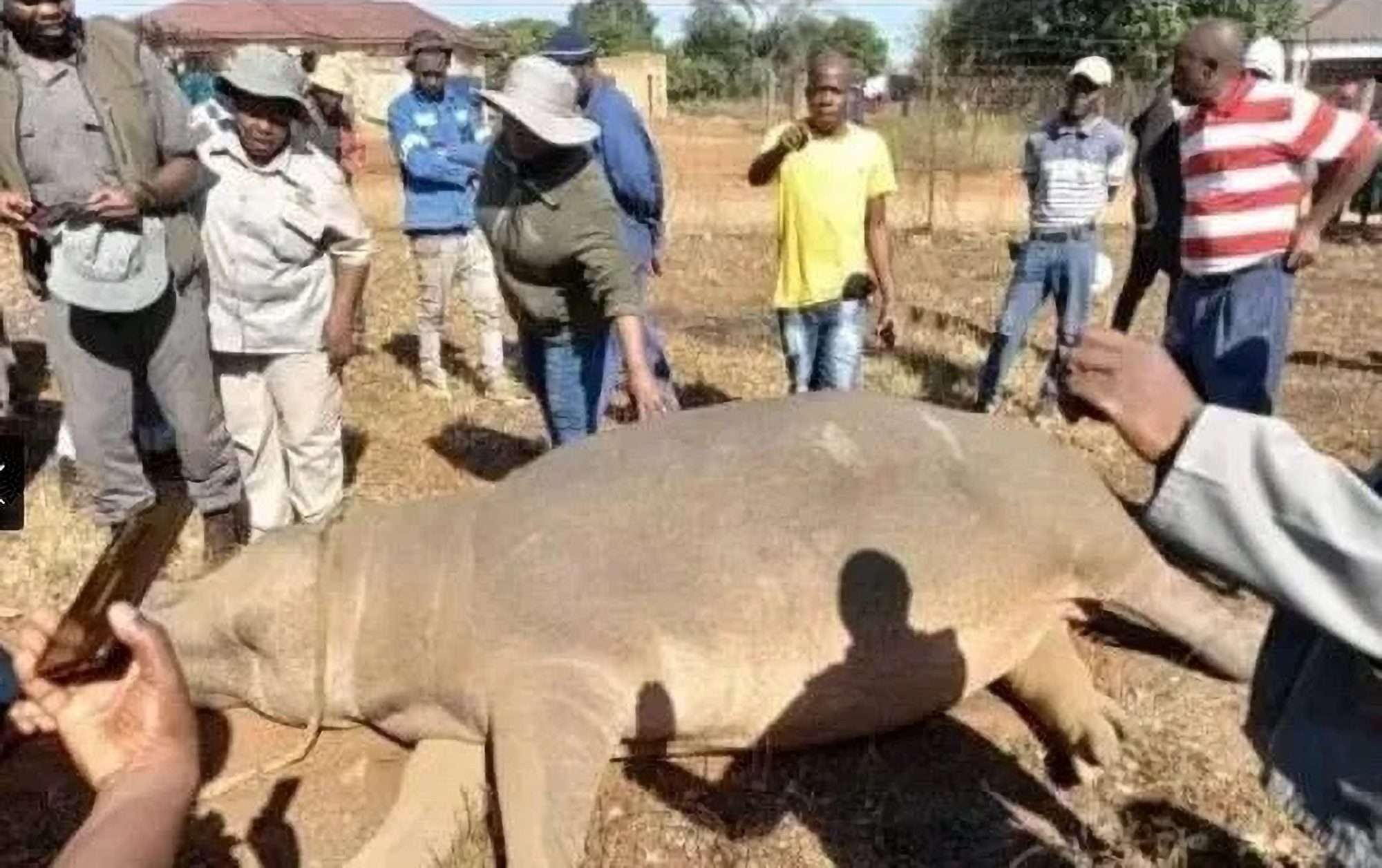 Read more about the article South African Villagers Butcher Hippo After Saying It Was A Troublemaker