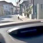 Escaped Wallaby Roams Portuguese City Street