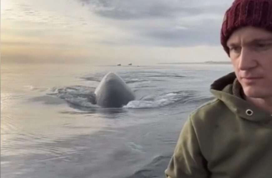  Kayakers Who Filmed Surprise Encounter With Cetaceans Face Prosecution For Disturbing Them