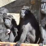 Two Macaques Still On Loose In Czech City After Mass Zoo Escape