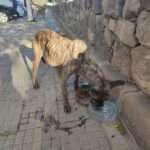 Starving Dog Rescued In Canary Islands After Being Ditched In Rubbish Skip