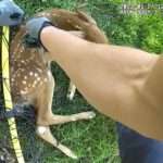 Fawn That Scored An Own Goal And Was Trapped In Net Is…