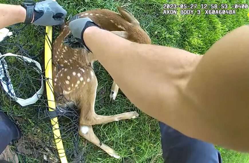 Fawn That Scored An Own Goal And Was Trapped In Net Is Freed By Cops