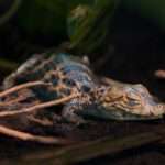 Baby Caiman Stuns Zookeepers By Hatching A Month Early
