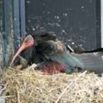 First Swiss Northern Bald Ibis Chicks In 400 Years Hatch On Harley…