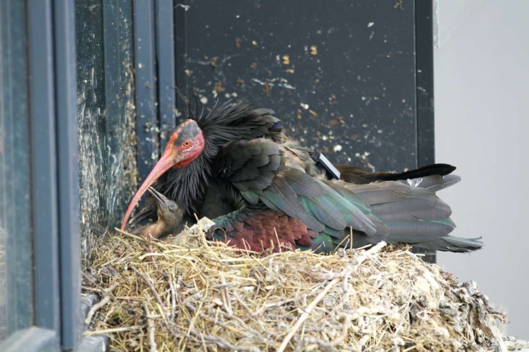 Read more about the article First Swiss Northern Bald Ibis Chicks In 400 Years Hatch On Harley Davidson Building