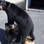 Protected Mother Bear And Baby Stuffed And Shipped By Traffickers