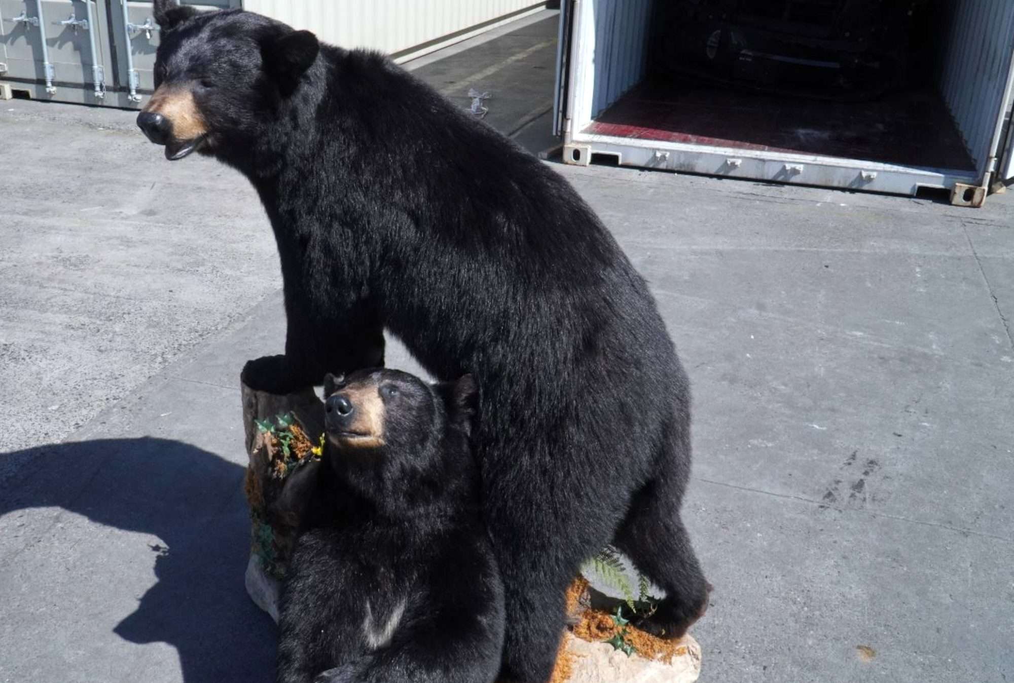 Read more about the article Protected Mother Bear And Baby Stuffed And Shipped By Traffickers