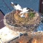 First-Ever Lesbian Stork Couple In The Czech Republic Caught Caring For Each…