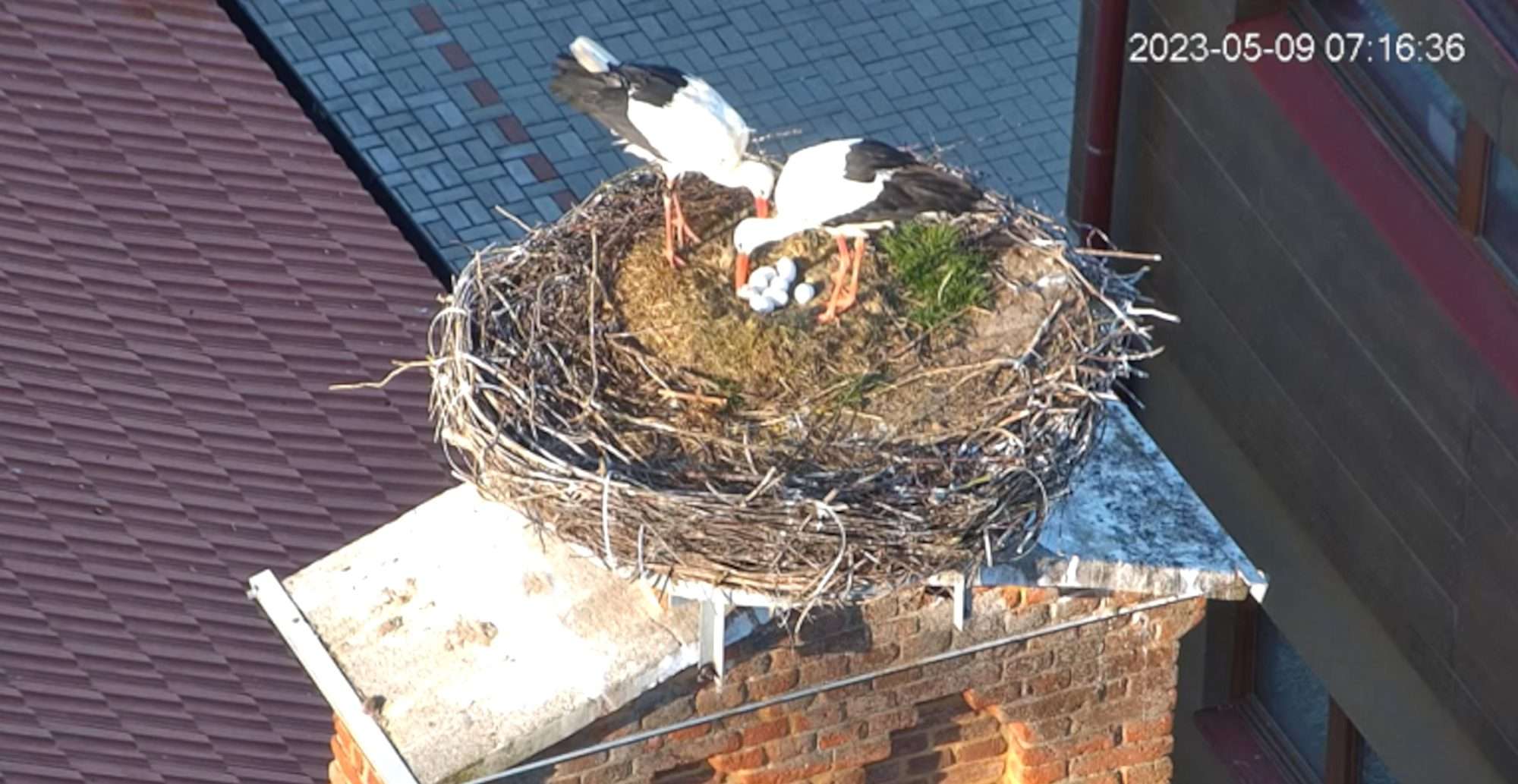 Read more about the article First-Ever Lesbian Stork Couple In The Czech Republic Caught Caring For Each Other’s Eggs