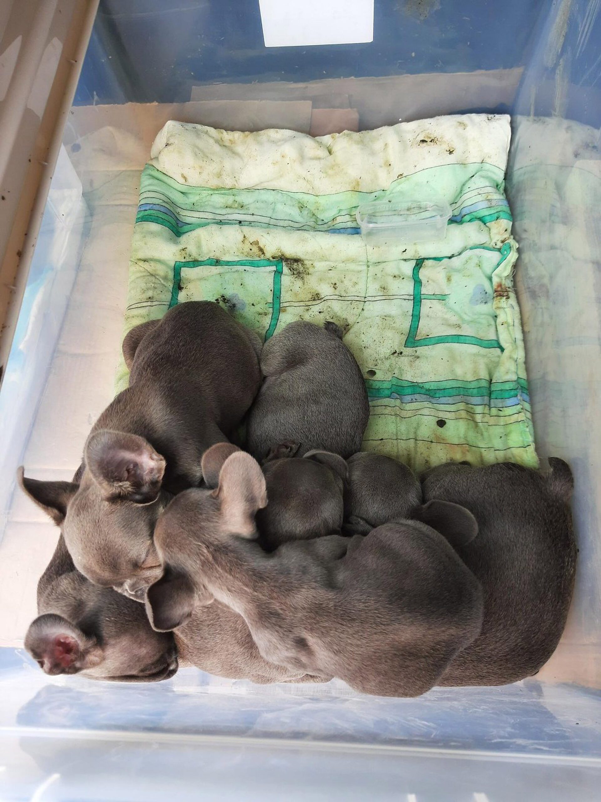 Read more about the article Brute Who Trafficked Nine Pups In Storage Boxes Facing Jail