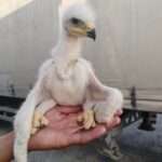  Three Rare Chicks Rescued From Truck Traffickers