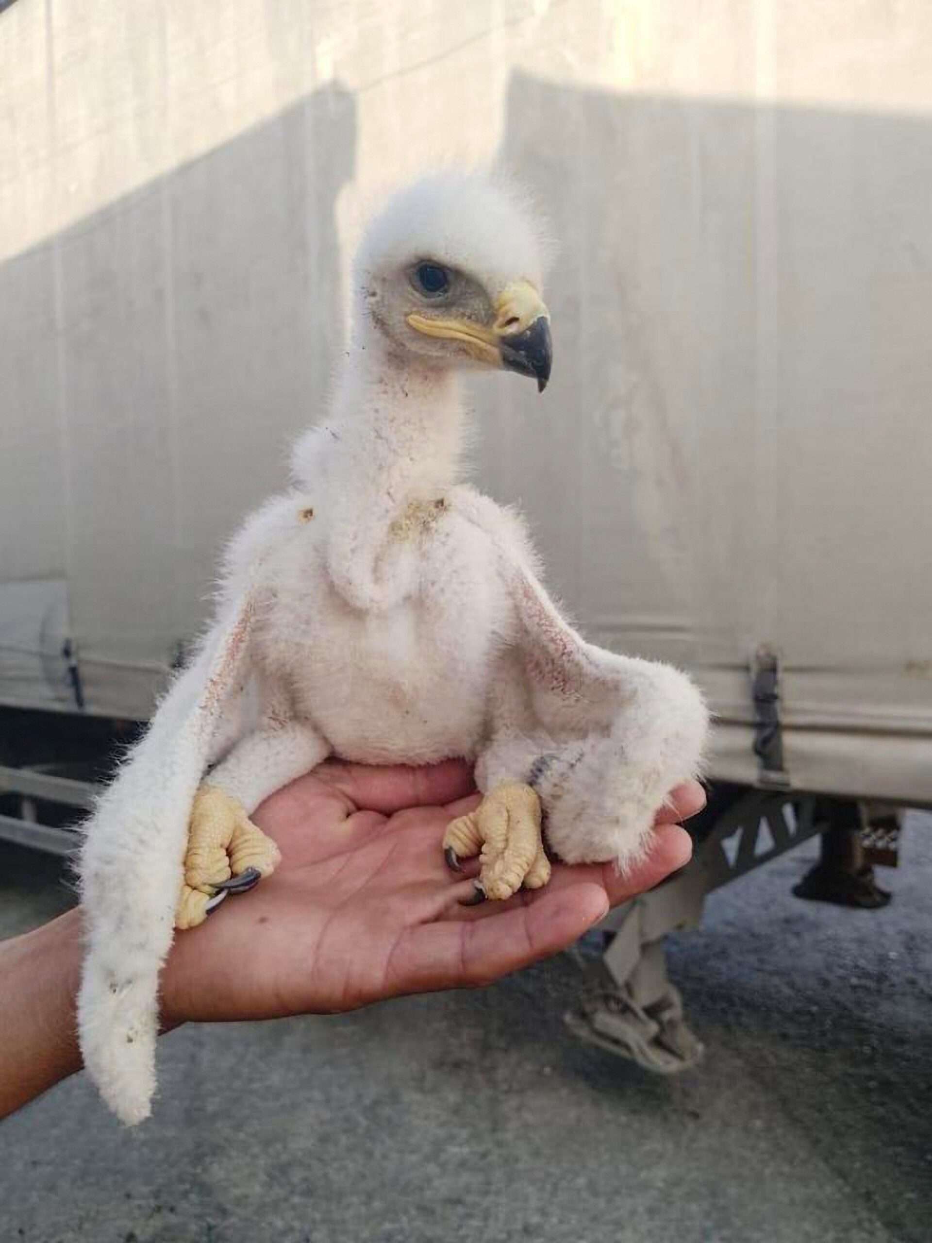 Read more about the article  Three Rare Chicks Rescued From Truck Traffickers