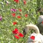 Poppy-Addict Swans So Doped They Can’t Take Off