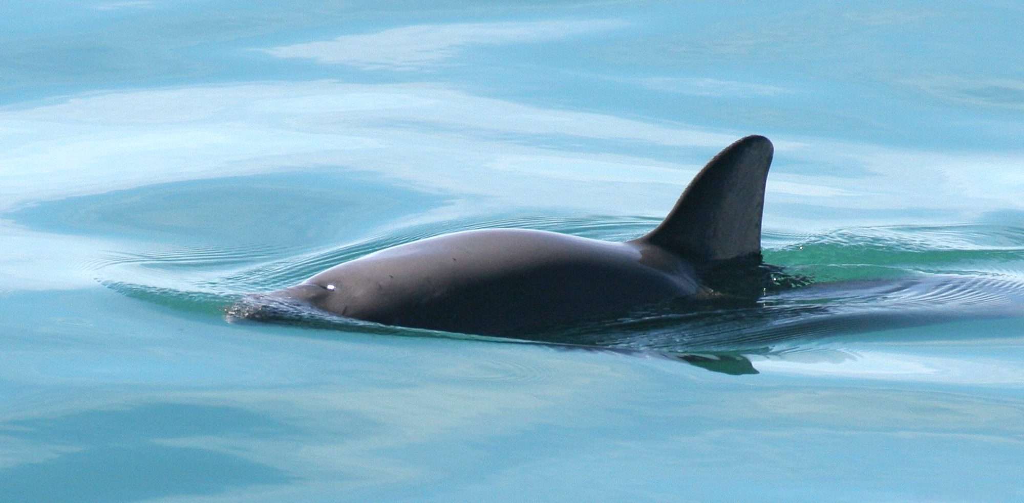 Read more about the article Joy As Scientists Find Pod Of World’s Rarest Marine Mammals