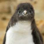  Rare Penguin Chick’s Heartwarming Show With Mother
