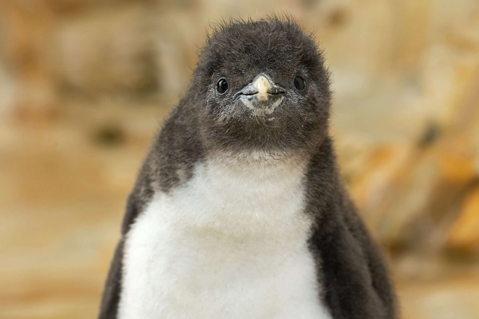 Read more about the article  Rare Penguin Chick’s Heartwarming Show With Mother