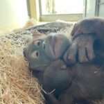 Critically Endangered Orangutan Only Hours Old Holds Mum At World’s Oldest Zoo