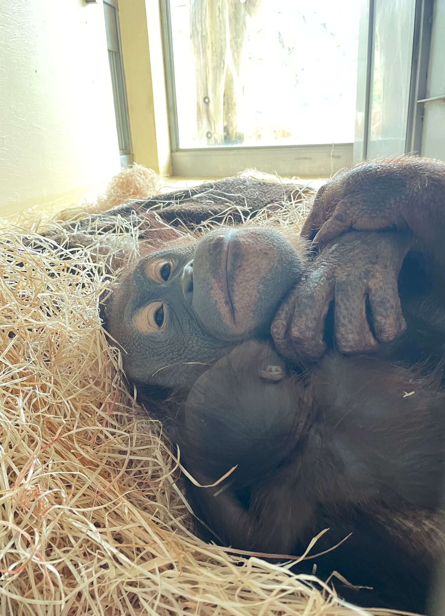 Read more about the article Critically Endangered Orangutan Only Hours Old Holds Mum At World’s Oldest Zoo