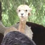Alpacas Get Cool Haircuts For Hot Days