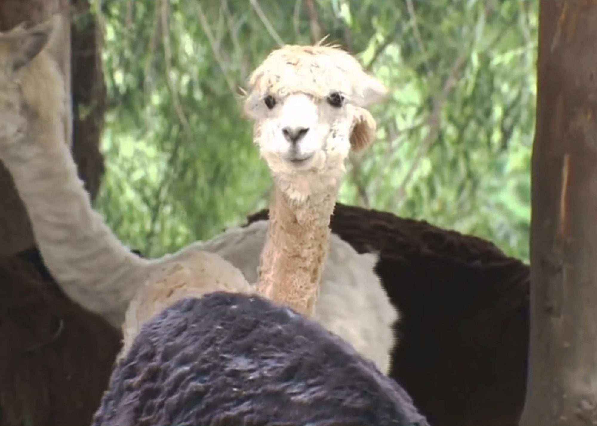 Read more about the article Alpacas Get Cool Haircuts For Hot Days