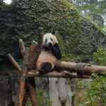  Giant Panda Blows Kisses To Zoo Goers And Waves ‘Hello’