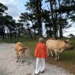 Mother Cow Hits Beautiful TikToker With Its Horns And Sends Her Flying