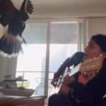 Bird Of Prey Ruffles Feathers At Guitarist’s Jam Session