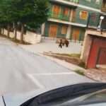 Reward To Track Down Driver Who Chased Mama Bear And Cub In…