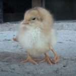Chick Born With Second Pair Of Legs
