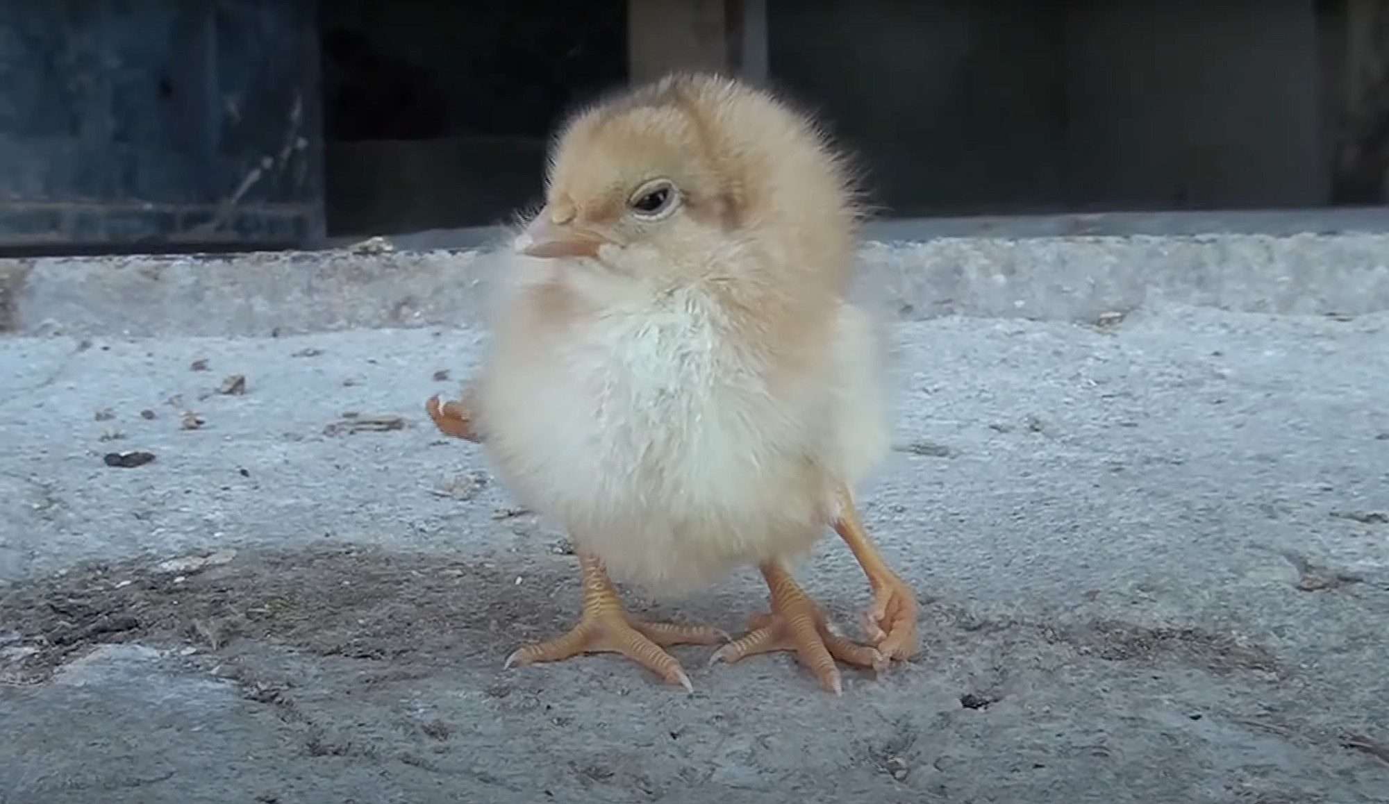 Read more about the article Chick Born With Second Pair Of Legs