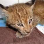 Starving Baby Wildcat Found Hiding In Barn