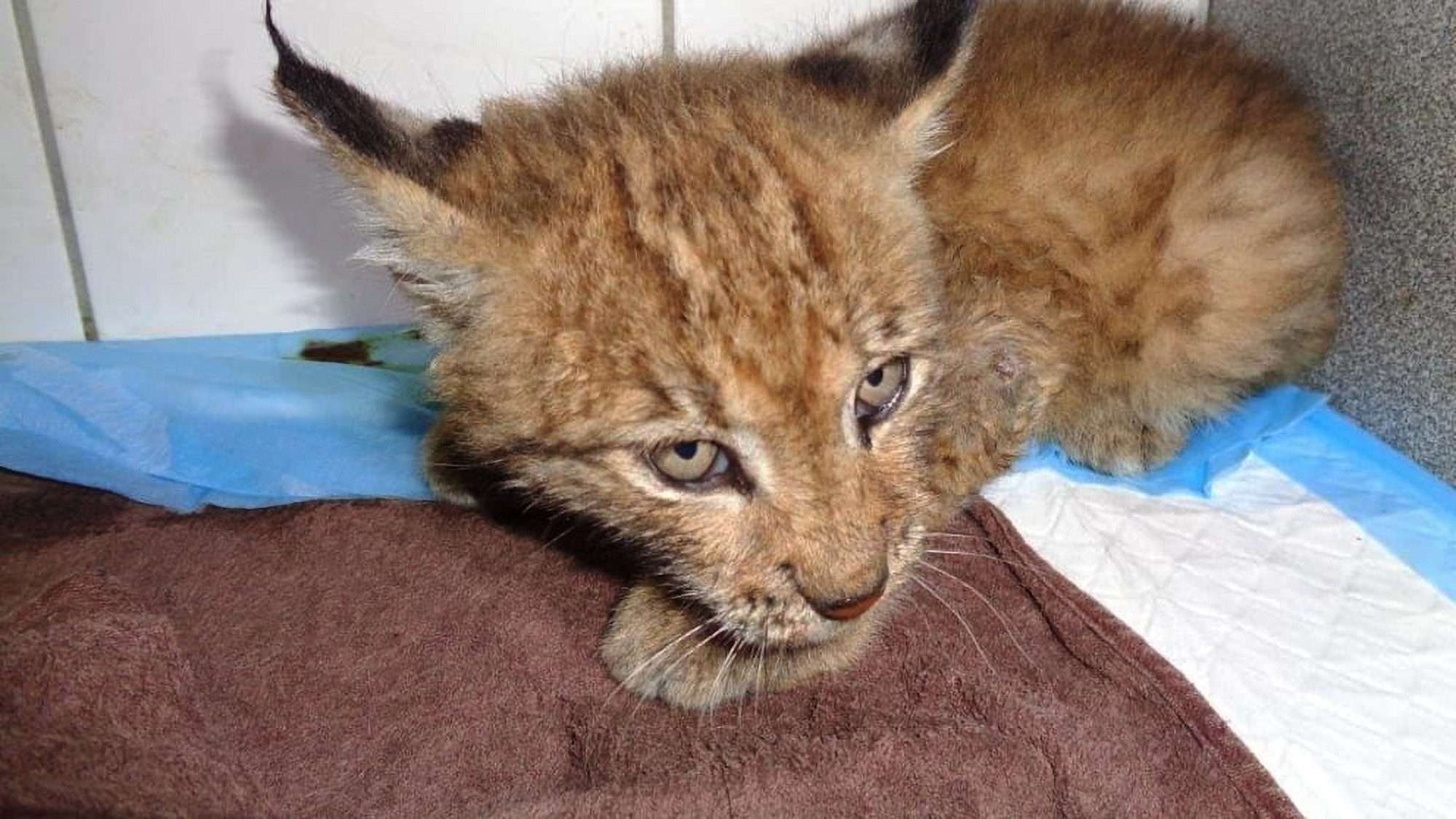Read more about the article Starving Baby Wildcat Found Hiding In Barn