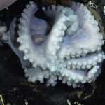 White Octopus Discovered At Depths Of Nearly 10,000ft Is New Species