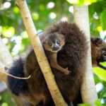 Adorable Red-Bellied Lemur Born At Spanish Zoo