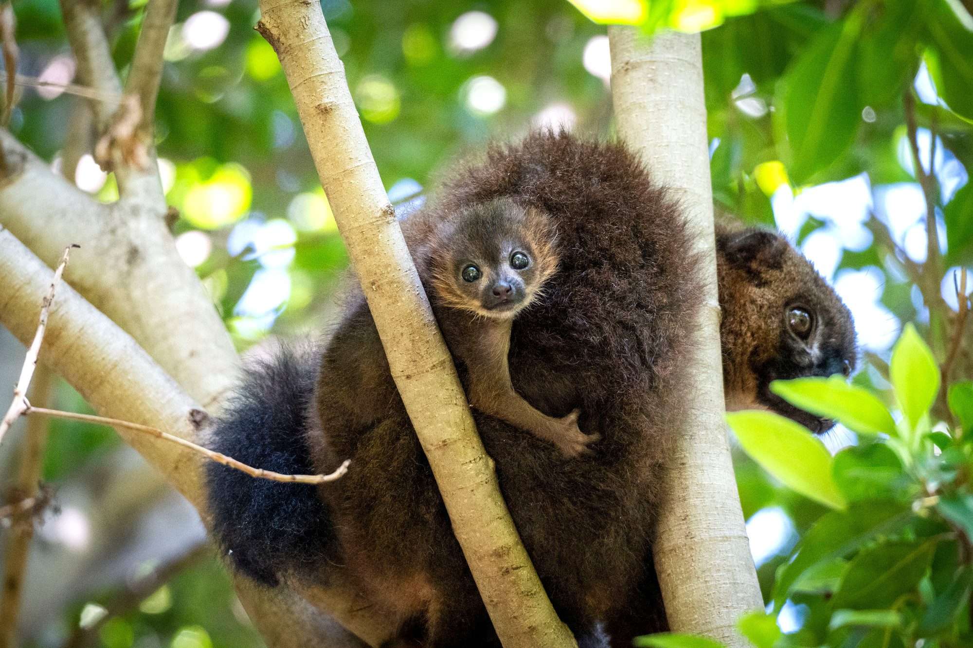 Read more about the article Adorable Red-Bellied Lemur Born At Spanish Zoo