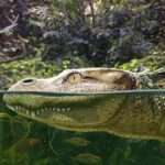 Extinct Short-Snouted Alligator With Skull Resembling That Of A Bulldog Nibbled On…